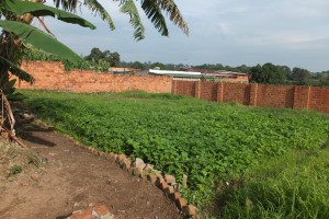 Land inside local church compound being used to grow crops.