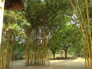 Bamboo grove outside Tshitenge chapel.