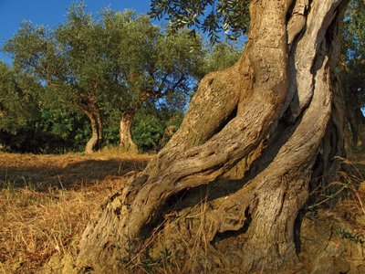 olive-tree-base