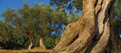 olive-tree-base