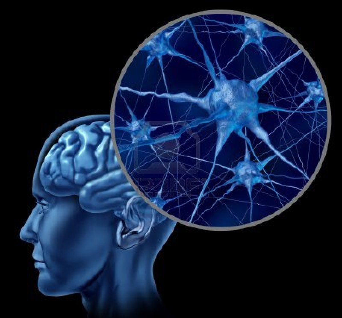 human-brain-neurons