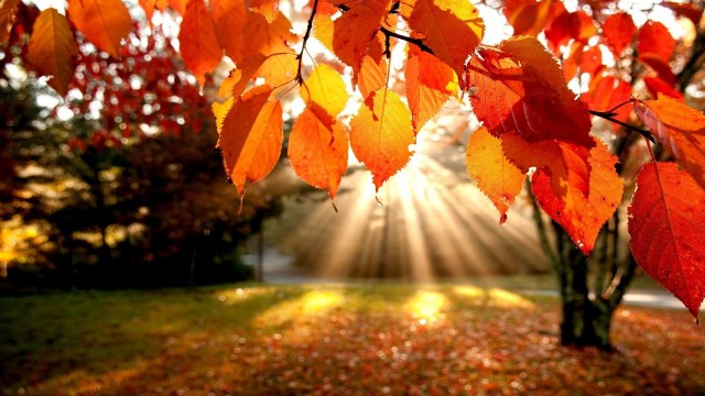 autumn-leaves-wallpaper-640×360