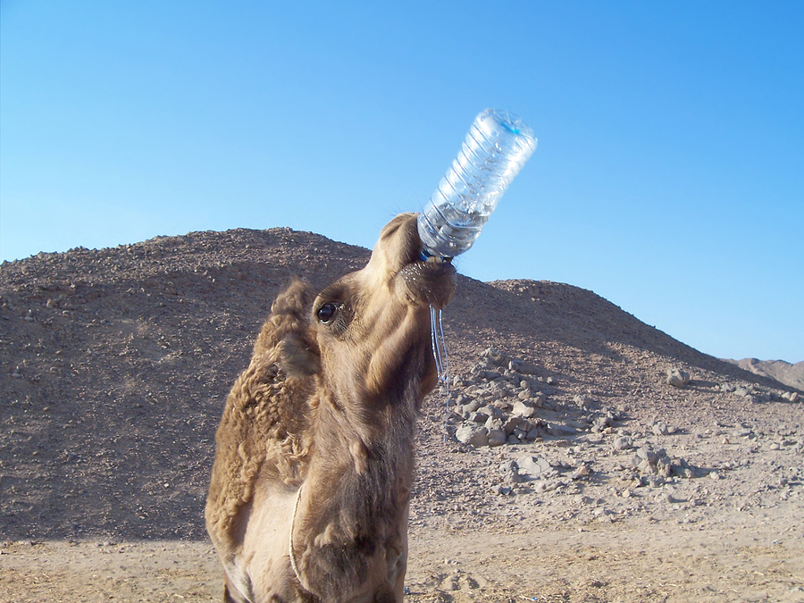 Camel and Water