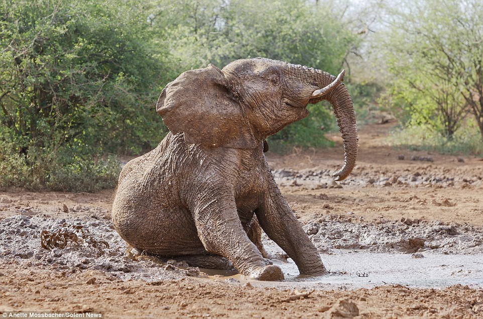 elephant in the mud
