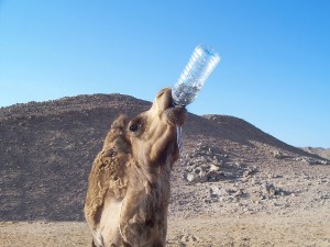 A camel coming in from the desert can drink at least 25 gallons of water.