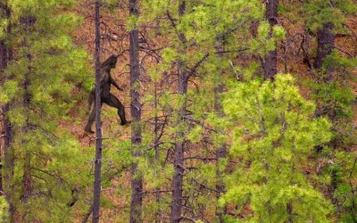 Mormon Myths: The secret history of Bigfoot