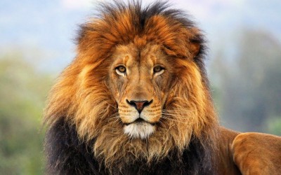 Aslan, Edmund, and Easter
