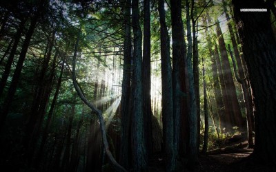 Problems and Questions on Agency and Free Will