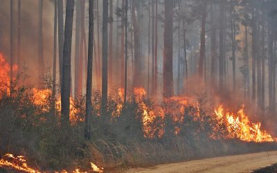 Controlled Burn