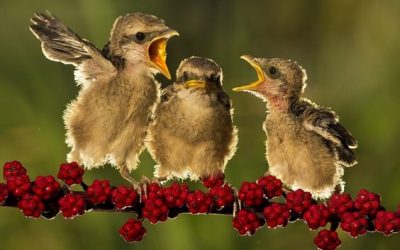 Civil Dialogue and Conformity